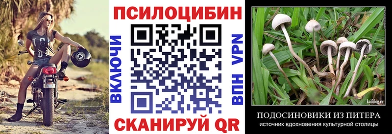 Купить закладки  Юхнов  Псилоцибиновые грибы Cubensis 